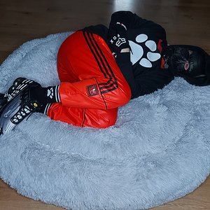 Shiny and Comfy 🥰🐺🐶